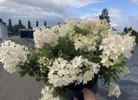 hortenzija-šluotelinė-groundbreaker (4)